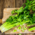 Eat Celery Once A Day, Here’s The Effect On Your Body After Just One Week